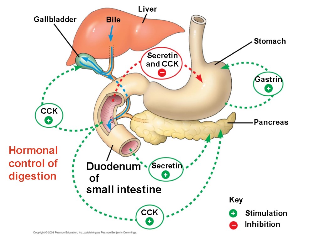Hormonal control of digestion Secretin and CCK Stomach Gallbladder Liver + Duodenum of small